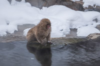 famous snow monkeys near Yudanaka