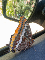 a huge and nice butterfly