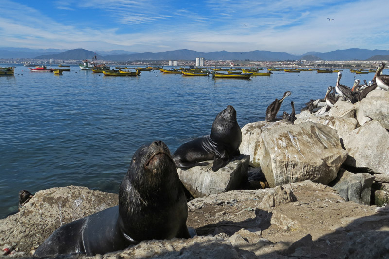 Seals at Coquimbo