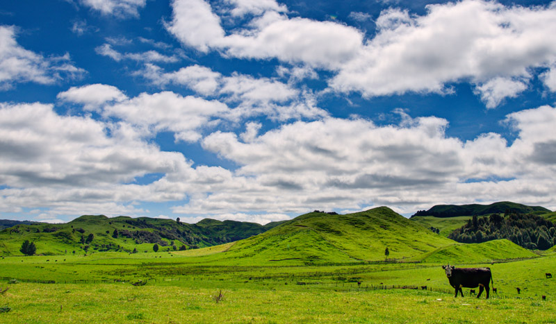 rolling hills on the way from Taupo to the South