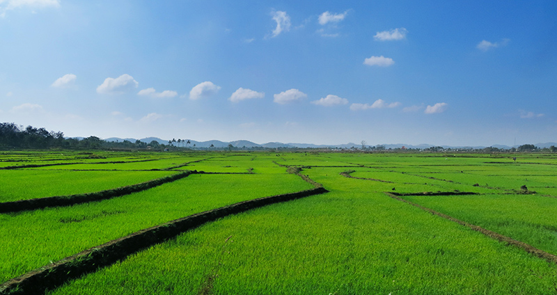 driving along intensely green rice fields