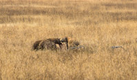 the leftovers from the lions are very welcomed by the hyenas (you can see the skeleton of the dead Gnu)