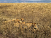 exhausted lions after hunting and eating