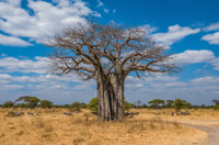 Baobab tree in Tarangire National Park